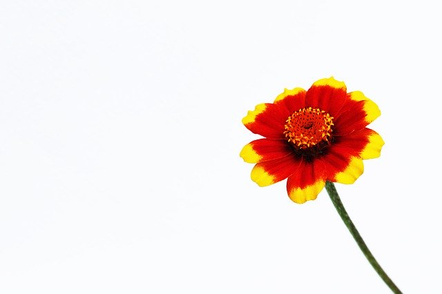 Descarga gratuita One Orange Flower: foto o imagen gratuita para editar con el editor de imágenes en línea GIMP