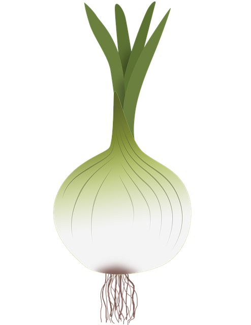 Free download Onion Drawing Of Vegetables -  free illustration to be edited with GIMP free online image editor