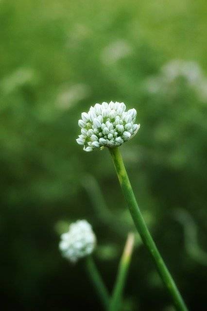 Bezpłatne pobieranie Onion Flower Beautiful - darmowe zdjęcie lub obraz do edycji za pomocą internetowego edytora obrazów GIMP