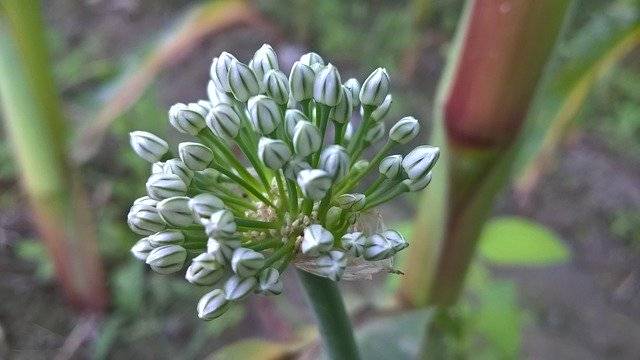 تنزيل Onion Flower Nice مجانًا - صورة مجانية أو صورة يتم تحريرها باستخدام محرر الصور عبر الإنترنت GIMP