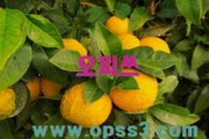 Free download opss (216) free photo or picture to be edited with GIMP online image editor