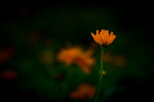 Unduh gratis Orange Flower Bloom - foto atau gambar gratis untuk diedit dengan editor gambar online GIMP