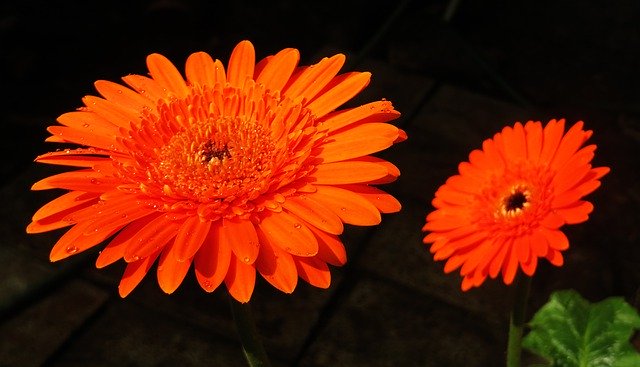 オレンジ色の花を無料でダウンロード - GIMPオンライン画像エディタで編集できる無料の写真や画像