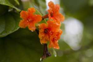 Free download Orange Flowers On A Tree In Vieques, PR free photo or picture to be edited with GIMP online image editor