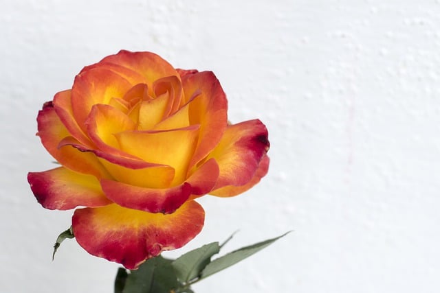 Descarga gratuita de una imagen gratuita de rosa naranja y flor de naranja para editar con el editor de imágenes en línea gratuito GIMP