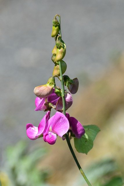 Free download orchid flower blossom bloom nature free picture to be edited with GIMP free online image editor