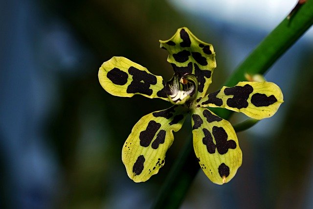 Free download orchid flower garden papua orchid free picture to be edited with GIMP free online image editor