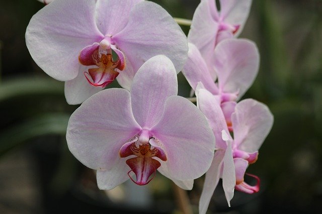 Free download orchid flower phalaenopsis free picture to be edited with GIMP free online image editor