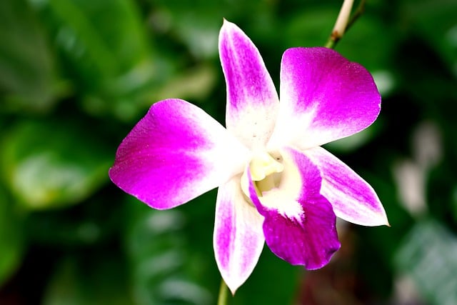 ດາວ​ໂຫຼດ​ຟຣີ orchid flower plant blossom ຮູບ​ພາບ​ທີ່​ຈະ​ໄດ້​ຮັບ​ການ​ແກ້​ໄຂ​ທີ່​ມີ GIMP ຟຣີ​ອອນ​ໄລ​ນ​໌​ບັນ​ນາ​ທິ​ການ​ຮູບ​ພາບ​