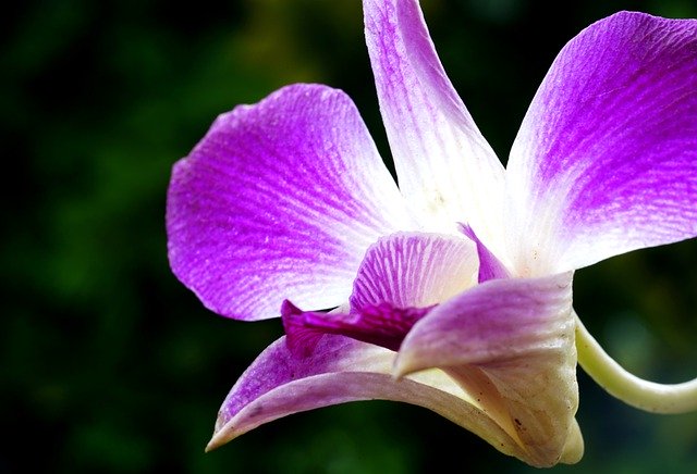 Free download orchid petals flower nature free picture to be edited with GIMP free online image editor