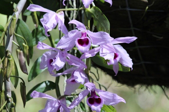 Téléchargement gratuit orchidées fleurs plante violet image gratuite à éditer avec l'éditeur d'images en ligne gratuit GIMP