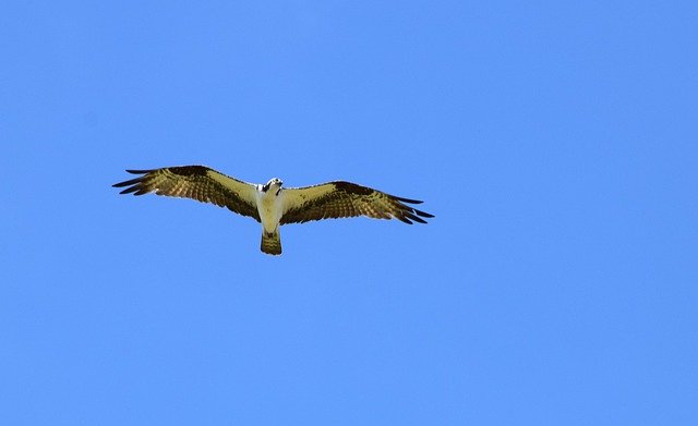 무료 다운로드 Osprey Bird Nature - 무료 사진 또는 GIMP 온라인 이미지 편집기로 편집할 사진