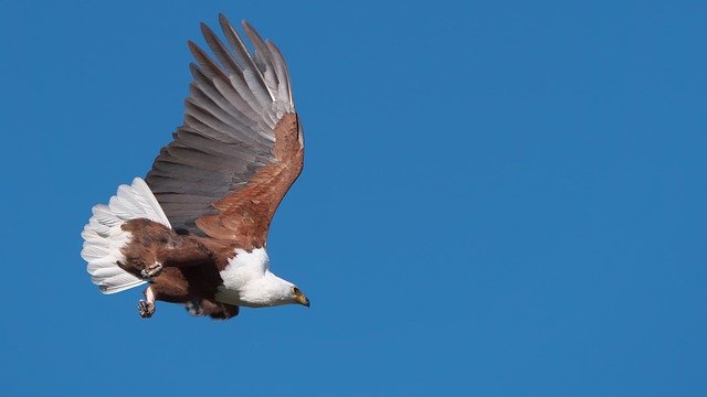 Kostenloser Download Osprey Botswana Okavango Delta - kostenloses Foto oder Bild zur Bearbeitung mit GIMP Online-Bildbearbeitung