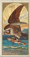 Free download Osprey, from the Birds of America series (N4) for Allen & Ginter Cigarettes Brands free photo or picture to be edited with GIMP online image editor