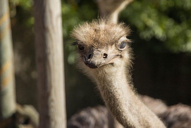 Free download ostrich bird animal wildlife free picture to be edited with GIMP free online image editor