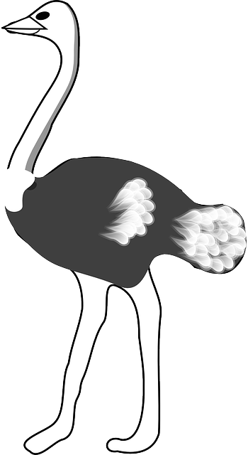 Free download Ostrich Black White - Free vector graphic on Pixabay free illustration to be edited with GIMP free online image editor