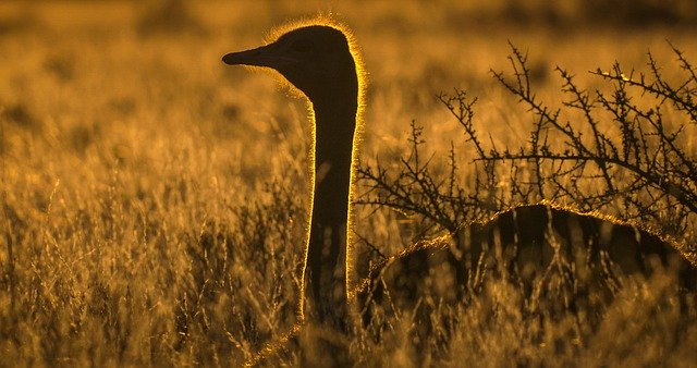 Free download ostrich zoo animal birds head emu free picture to be edited with GIMP free online image editor