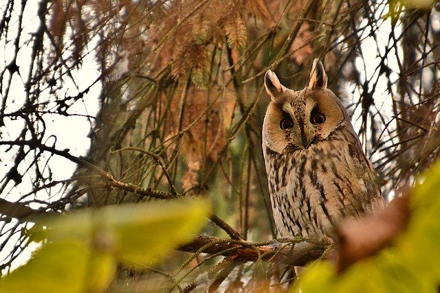 Free download owl bird long eared owl feather free picture to be edited with GIMP free online image editor