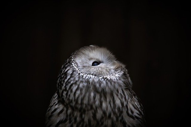 Free download owl dramatic face bird of prey free picture to be edited with GIMP free online image editor