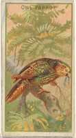 Free download Owl Parrot, from the Birds of the Tropics series (N5) for Allen & Ginter Cigarettes Brands free photo or picture to be edited with GIMP online image editor