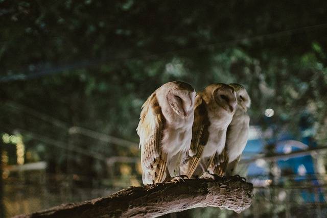 Muat turun percuma gambar percuma landskap putih haiwan burung hantu untuk diedit dengan editor imej dalam talian percuma GIMP