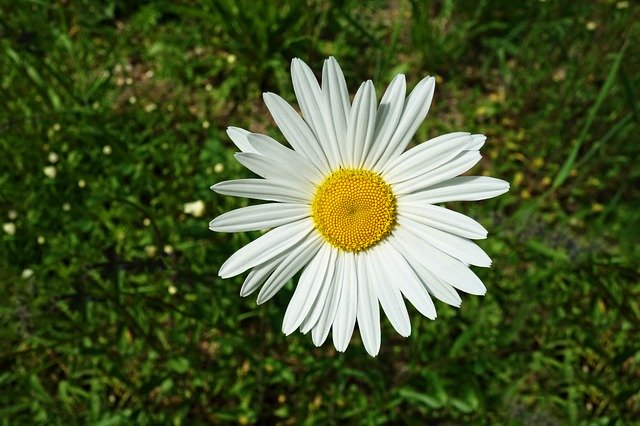 Free download ox eye daisy common daisy daisy free picture to be edited with GIMP free online image editor