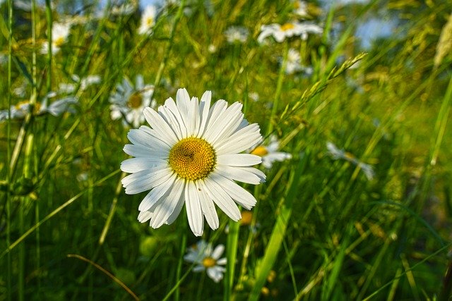 Free download ox eye daisy daisy flower plant free picture to be edited with GIMP free online image editor