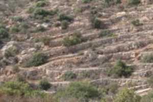 Free download Palestinian terraces free photo or picture to be edited with GIMP online image editor