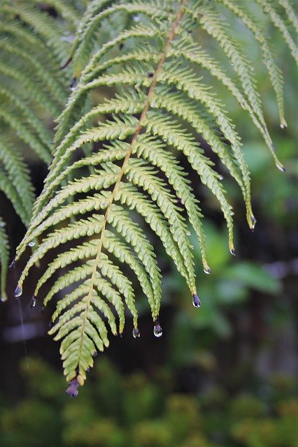 Free download palm leaf ponga tree rain water free picture to be edited with GIMP free online image editor