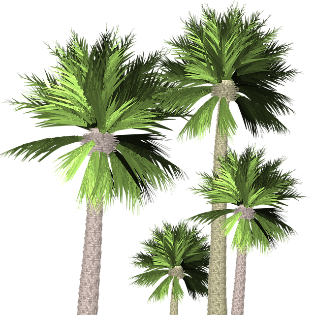 Free download Palm Trees Transparent Nature -  free illustration to be edited with GIMP free online image editor