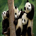 panda family  screen for extension Chrome web store in OffiDocs Chromium