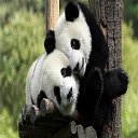 Panda Love for 1366 X 768 resolution  screen for extension Chrome web store in OffiDocs Chromium