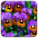 Pansies-scherm voor extensie Chrome-webwinkel in OffiDocs Chromium