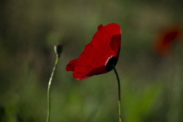 무료 다운로드 Papaver Rhoeas Flower Poppy - 무료 사진 또는 김프 온라인 이미지 편집기로 편집할 수 있는 사진