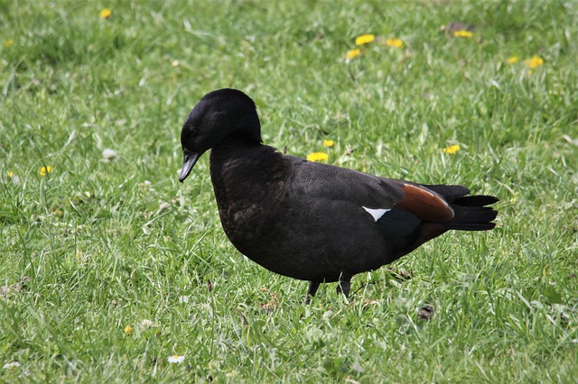 Free download paradise shelduck duck male waggle free picture to be edited with GIMP free online image editor