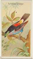 دانلود رایگان Paradise Tanager، از سری Birds of the Tropics (N5) برای Allen & Ginter Cigarettes Brands عکس یا عکس رایگان برای ویرایش با ویرایشگر تصویر آنلاین GIMP