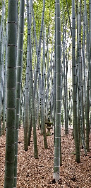 הורדה חינם Park Japan Garden - תמונה או תמונה בחינם לעריכה עם עורך התמונות המקוון GIMP