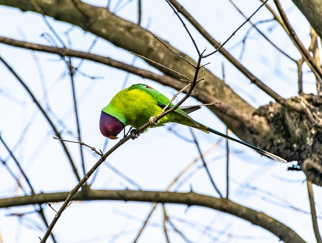 Free download parrot bird perched animal free picture to be edited with GIMP free online image editor