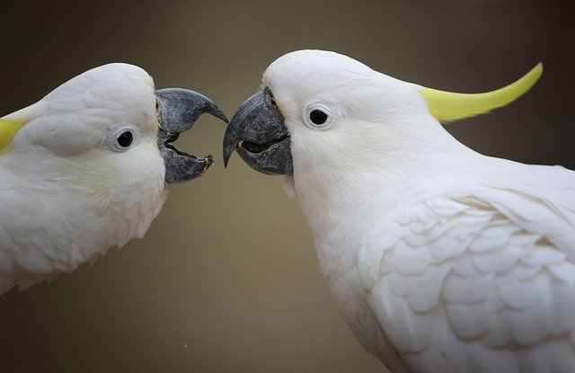 Free download parrot cockatoo bird nature free picture to be edited with GIMP free online image editor