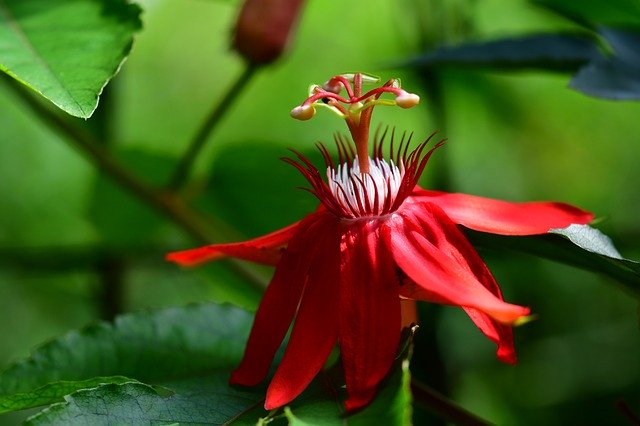 Passiflora Passion Flower Red'i ücretsiz indirin - GIMP çevrimiçi resim düzenleyiciyle düzenlenecek ücretsiz fotoğraf veya resim