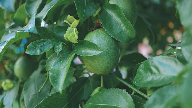 Free graphic passion fruit fruit green plant to be edited by GIMP free image editor by OffiDocs