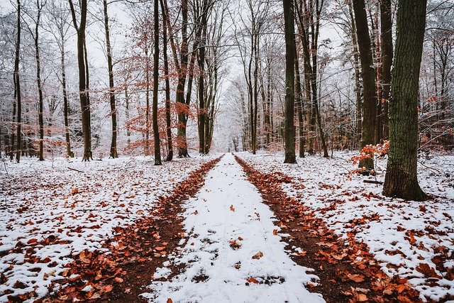 Free download path forest winter nature leaves free picture to be edited with GIMP free online image editor