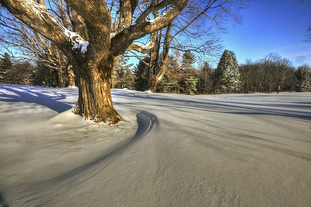 Baixe grátis Patterns Shadows Trees - foto ou imagem grátis para ser editada com o editor de imagens online GIMP