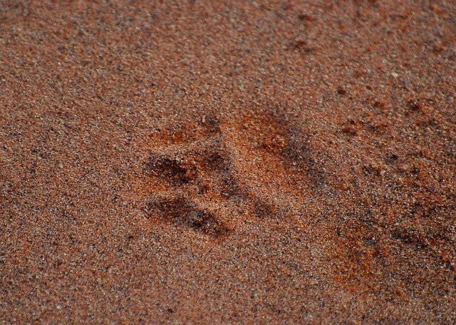 Безкоштовно завантажити Paw Print Lion Tracks - безкоштовне фото або зображення для редагування в онлайн-редакторі зображень GIMP