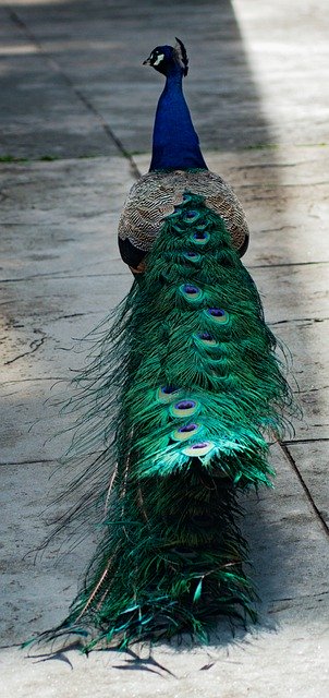 Free download peacock bird plumage colors animal free picture to be edited with GIMP free online image editor