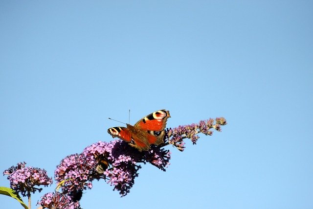 Free download Peacock Butterfly Butterflies -  free photo or picture to be edited with GIMP online image editor