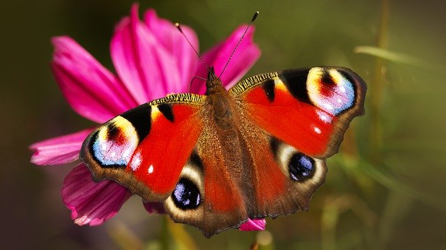 Free download peacock butterfly butterfly free picture to be edited with GIMP free online image editor