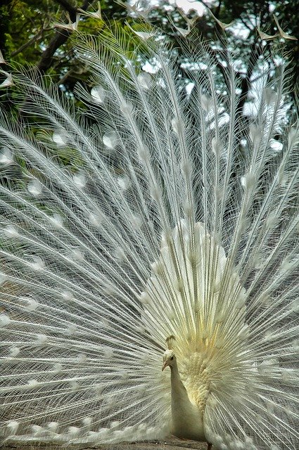 ດາວ​ໂຫຼດ​ຟຣີ Peacock Luminous Courtship - ຮູບ​ພາບ​ຟຣີ​ຫຼື​ຮູບ​ພາບ​ທີ່​ຈະ​ໄດ້​ຮັບ​ການ​ແກ້​ໄຂ​ກັບ GIMP ອອນ​ໄລ​ນ​໌​ບັນ​ນາ​ທິ​ການ​ຮູບ​ພາບ​