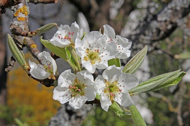 Téléchargement gratuit Pear Blossom - photo ou image gratuite à éditer avec l'éditeur d'images en ligne GIMP