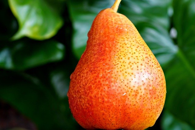 Free download pear fruit food produce bush pear free picture to be edited with GIMP free online image editor